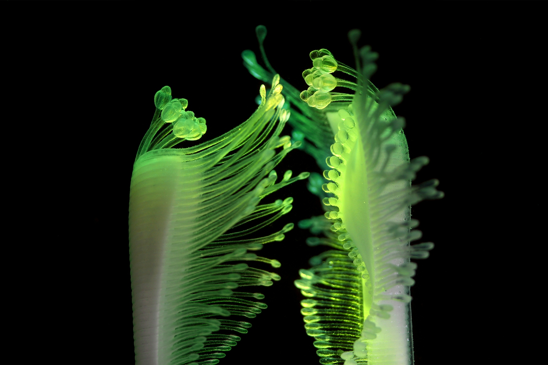 3D printed plant-like forms with feathered tentacles open and close.