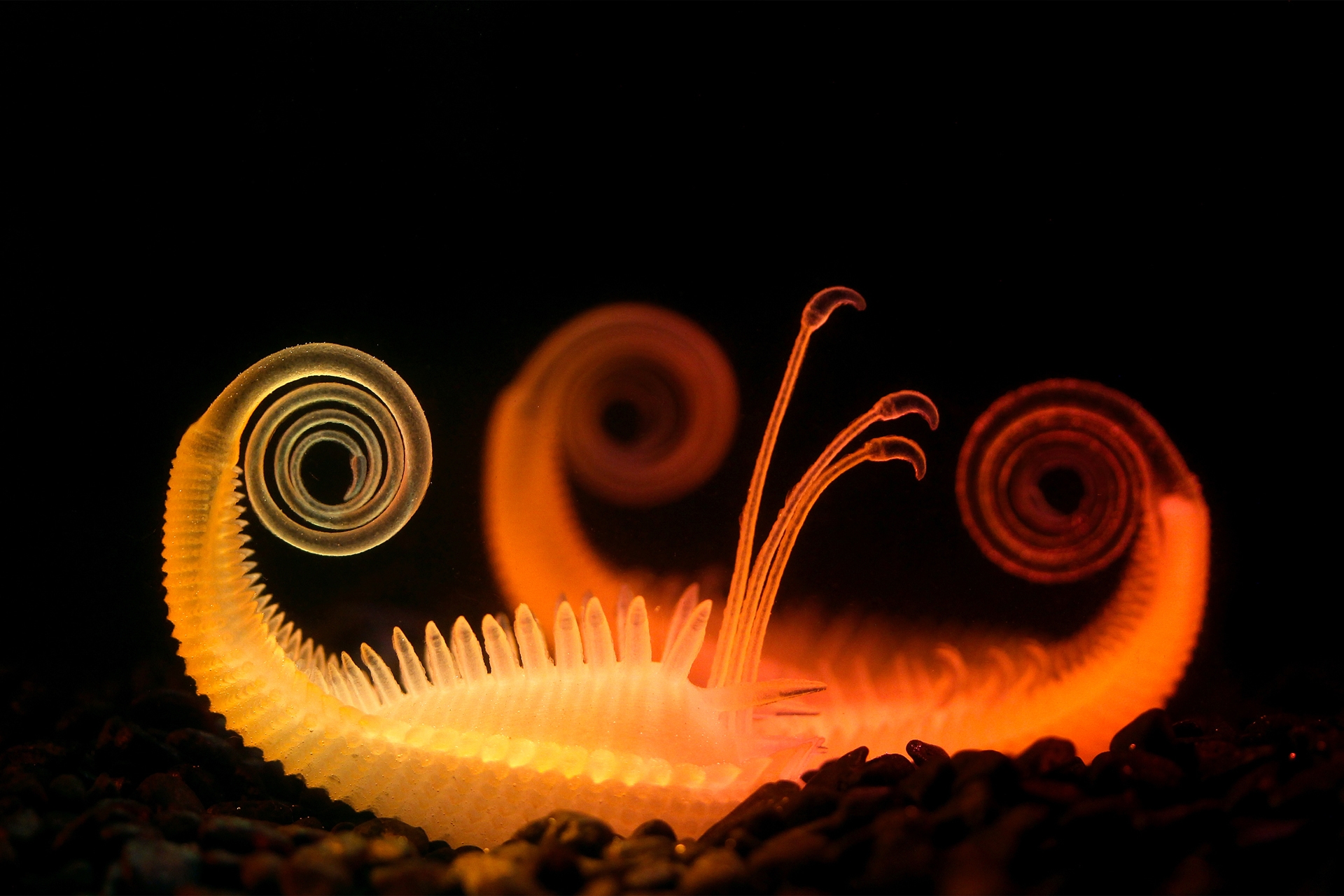 Plant-like 3D print with spiralled tendril and spikes sitting on pebbles underwater.